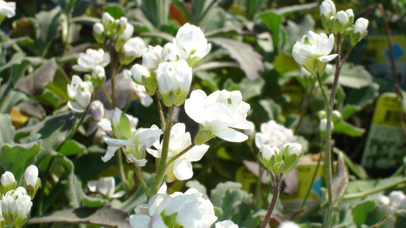 Arabis caucasica (alpina)