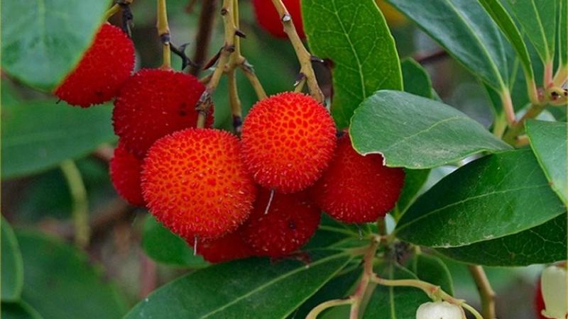 Plante : ARUNRU