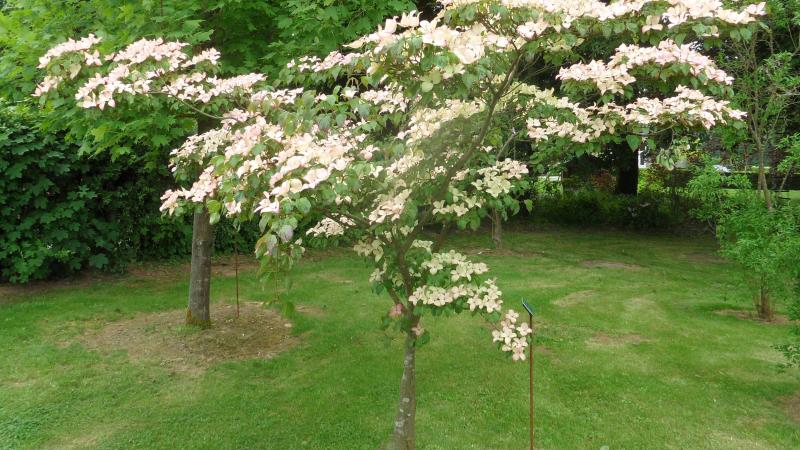 Cornus kousa