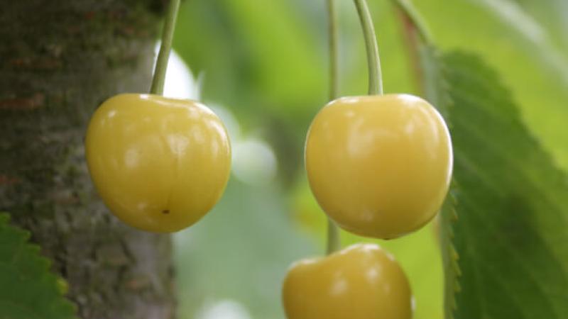 Prunus avium Jaune de Drogan