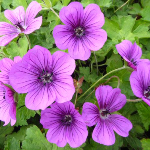 Geranium hybride Hexham Velvet