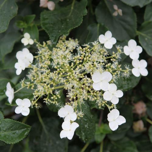 Hydrangea petiolaris