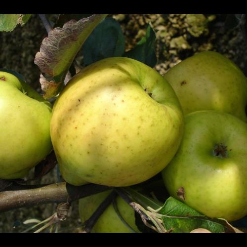 Malus Reinette Evagil
